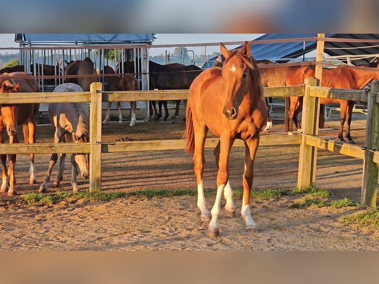 Holstein Stallion 1 year 17 hh Chestnut in LANGENAU