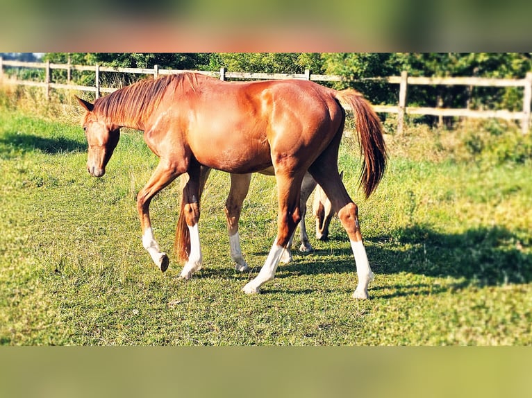 Holstein Stallion 1 year 17 hh Chestnut in LANGENAU