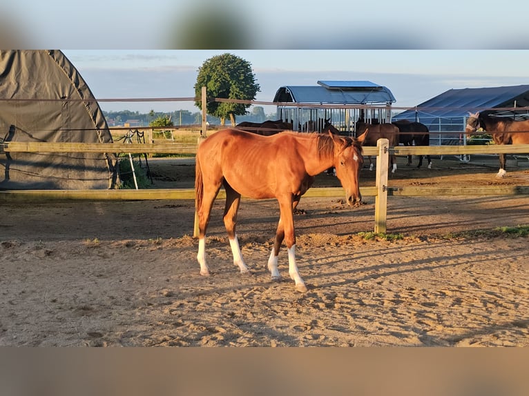 Holstein Stallion 1 year 17 hh Chestnut in LANGENAU