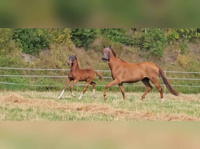 Holstein Stallion 1 year 17 hh Chestnut in LANGENAU