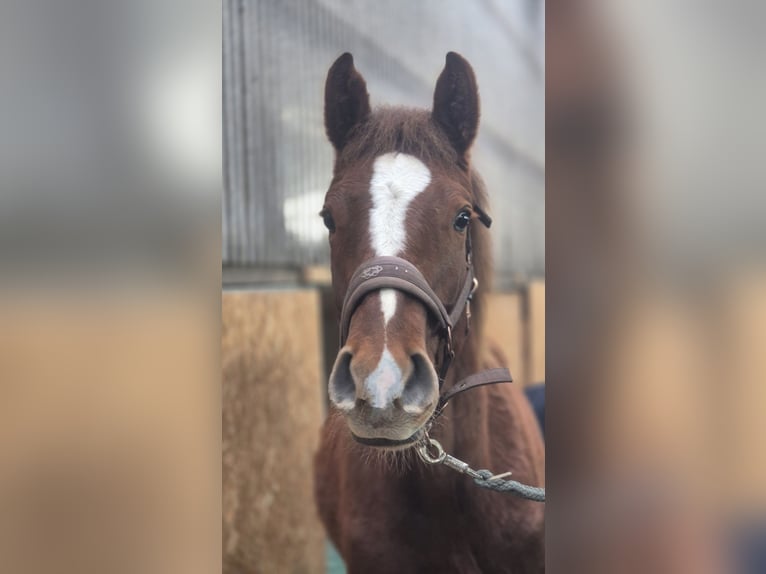 Holstein Stallion 1 year 17 hh Chestnut in Handewitt
