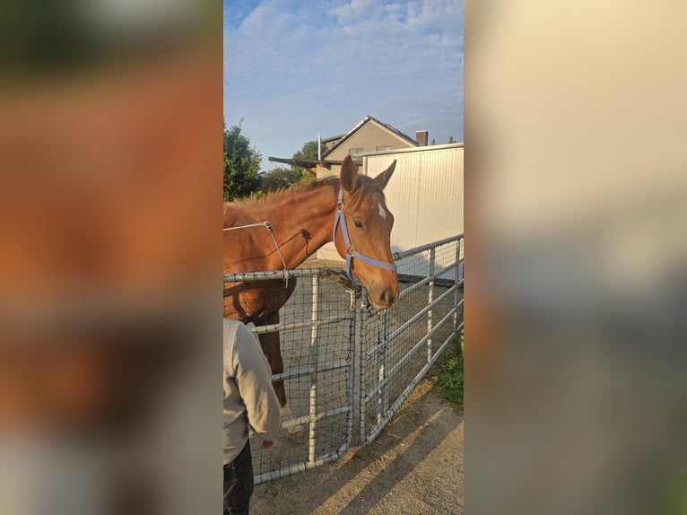 Holstein Stallion 1 year 17 hh in Langenau