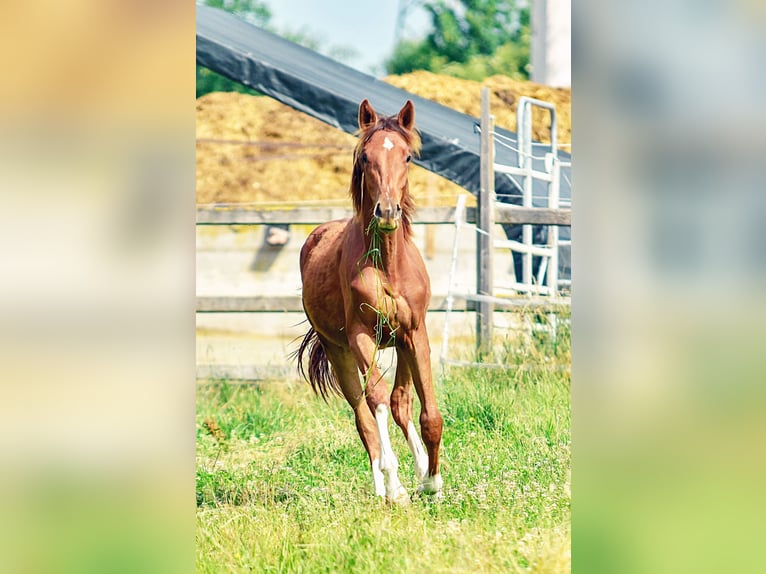 Holstein Stallion 1 year 17 hh in Langenau