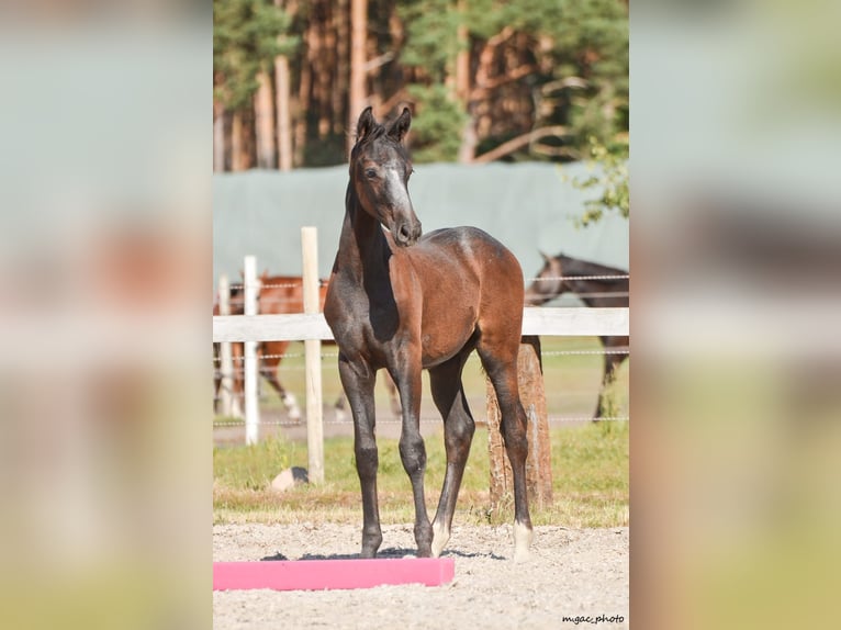 Holstein Stallion 1 year 17 hh Grey-Dapple in Bronków