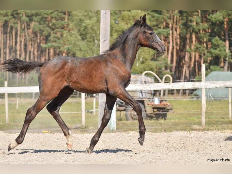 Holstein Stallion 1 year 17 hh Grey-Dapple in Bronków