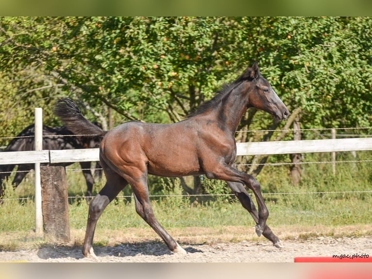 Holstein Stallion 1 year 17 hh Grey-Dapple in Bronków