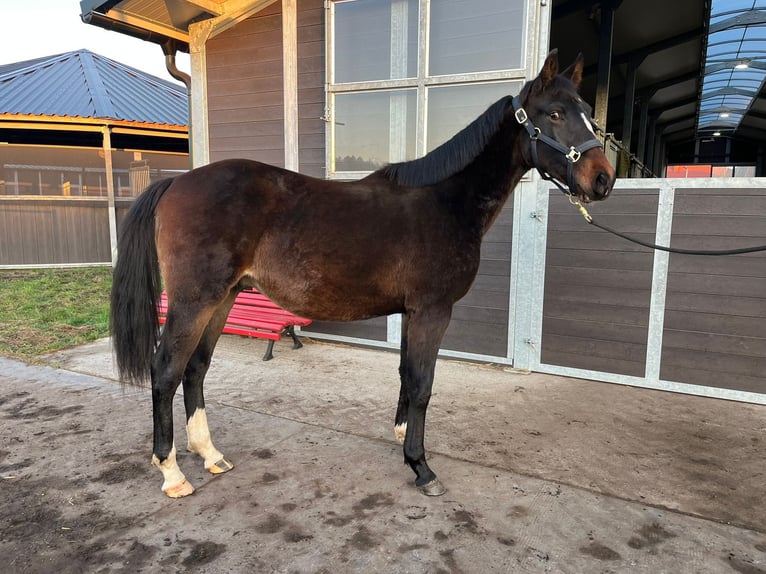Holstein Stallion 1 year 17 hh Smoky-Black in Bronków