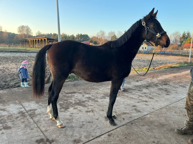 Holstein Stallion 1 year 17 hh Smoky-Black in Bronków