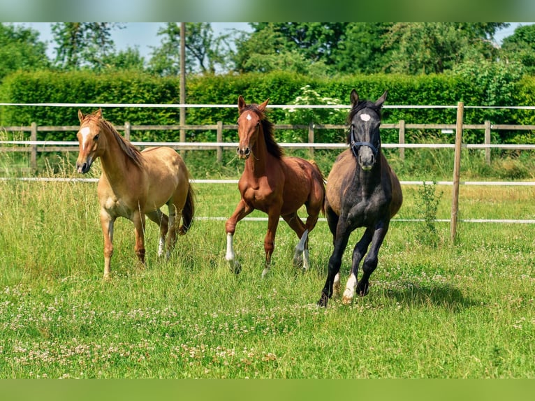 Holstein Mix Stallion 1 year 17,1 hh Chestnut in Langenau