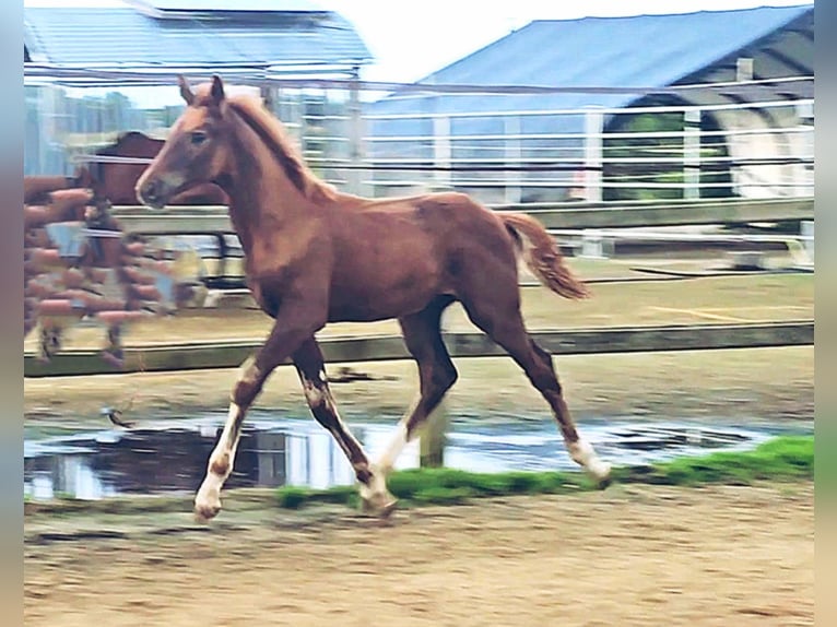 Holstein Mix Stallion 1 year 17,1 hh in Langenau