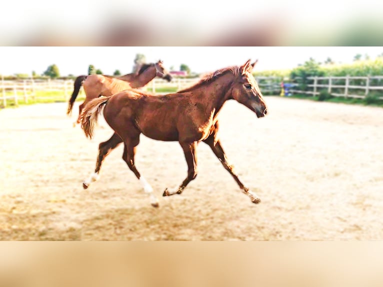 Holstein Mix Stallion 1 year 17,1 hh in Langenau