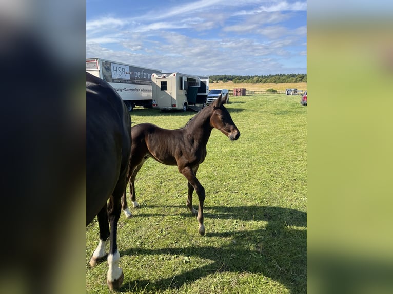 Holstein Stallion 1 year 9,2 hh Brown in Tangstedt