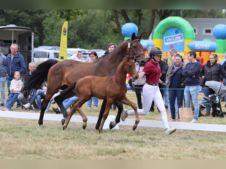 Holstein Stallion 1 year Bay-Dark in Heidgraben