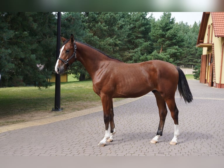 Holstein Stallion 1 year Bay in Tuchola