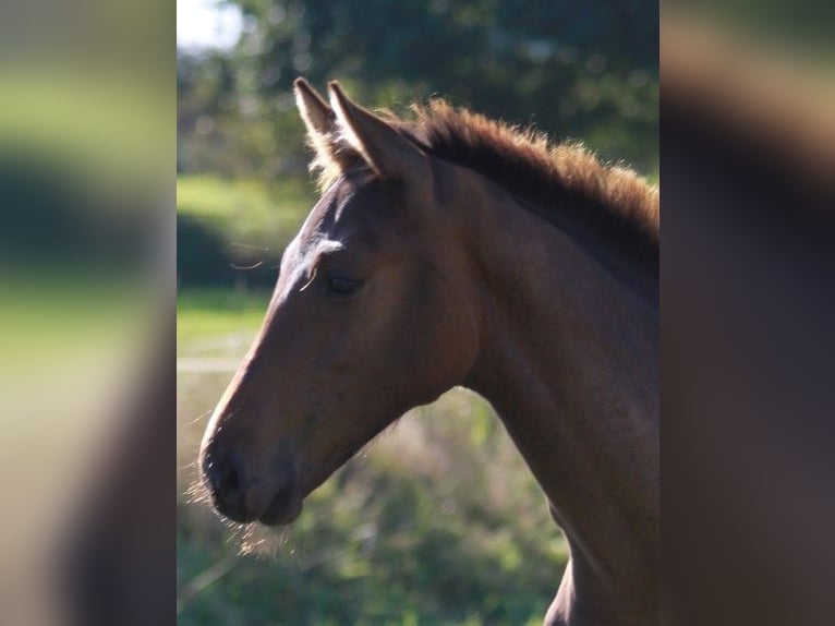 Holstein Stallion 1 year Brown-Light in Behrendorf
