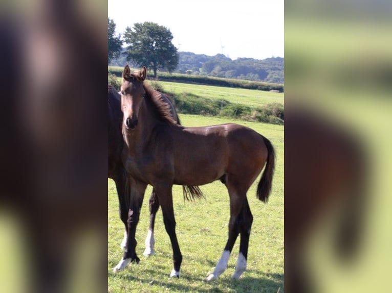 Holstein Stallion 1 year Brown-Light in Behrendorf