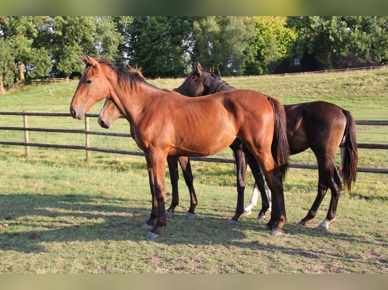 Holstein Stallion 1 year Brown in BorsflethBorsfleth