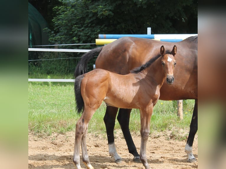 Holstein Stallion 1 year Brown in Ellhöft