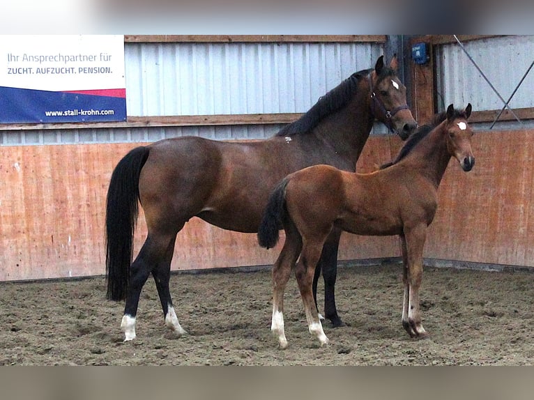 Holstein Stallion 1 year Brown in Kaiser-Wilhelm-Koog