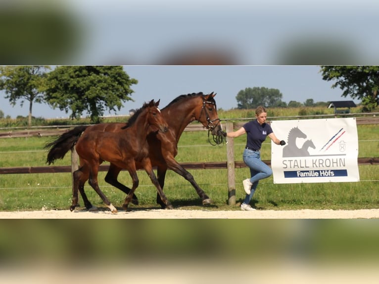 Holstein Stallion 1 year Brown in Kaiser-Wilhelm-Koog