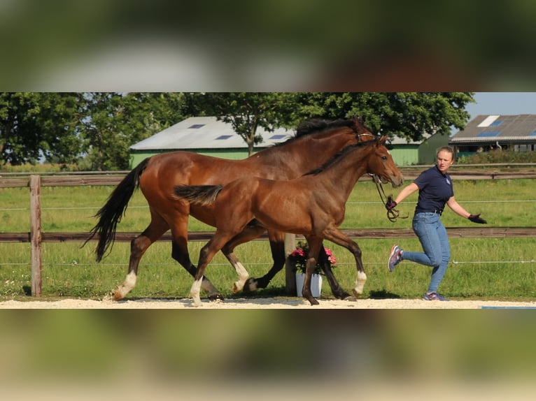 Holstein Stallion 1 year Brown in Kaiser-Wilhelm-Koog