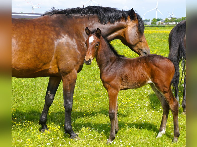 Holstein Stallion 1 year Brown in Kaiser-Wilhelm-Koog