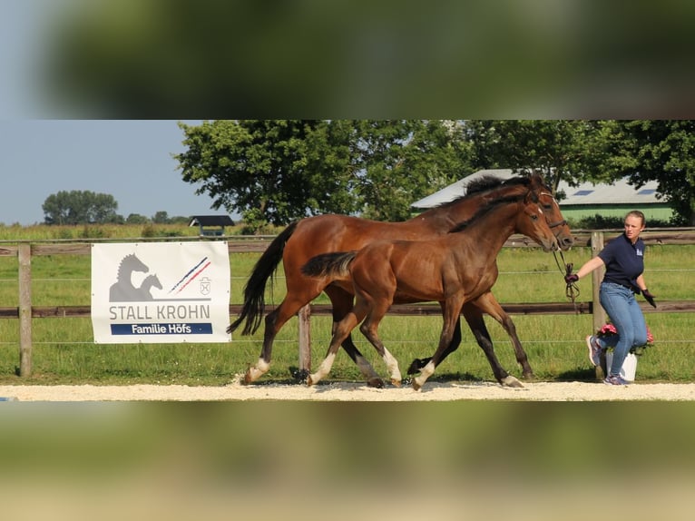 Holstein Stallion 1 year Brown in Kaiser-Wilhelm-Koog