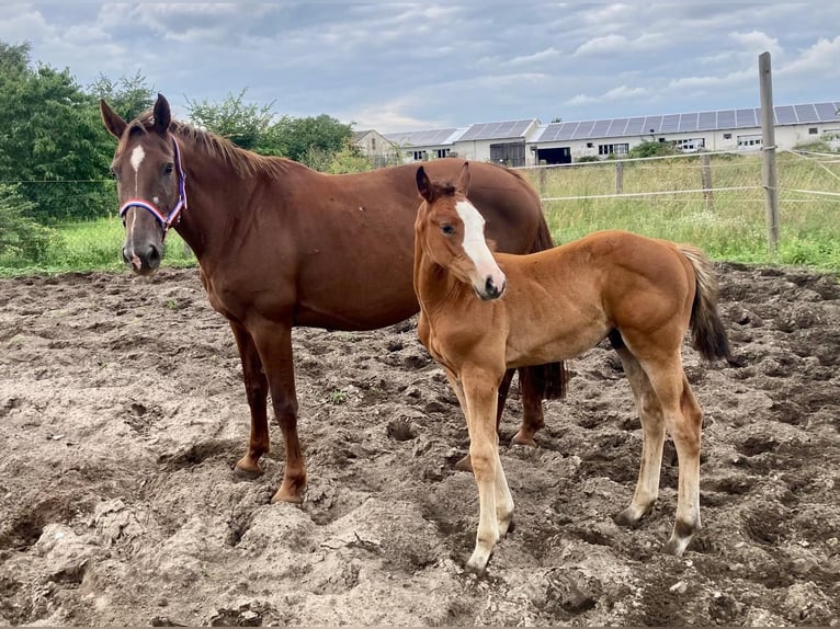 Holstein Stallion 1 year Brown in Marisfeld
