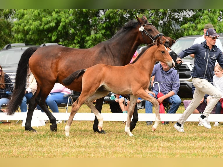 Holstein Stallion 1 year Brown in Midlum/Föhr