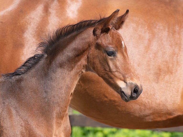 Holstein Stallion 1 year Brown in Nieblum/Föhr