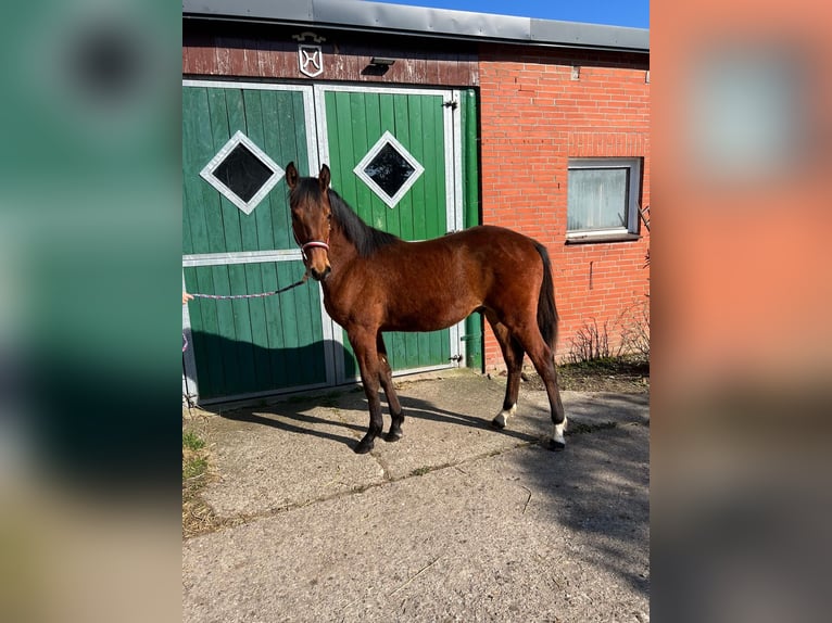 Holstein Stallion 1 year Brown in Preetz