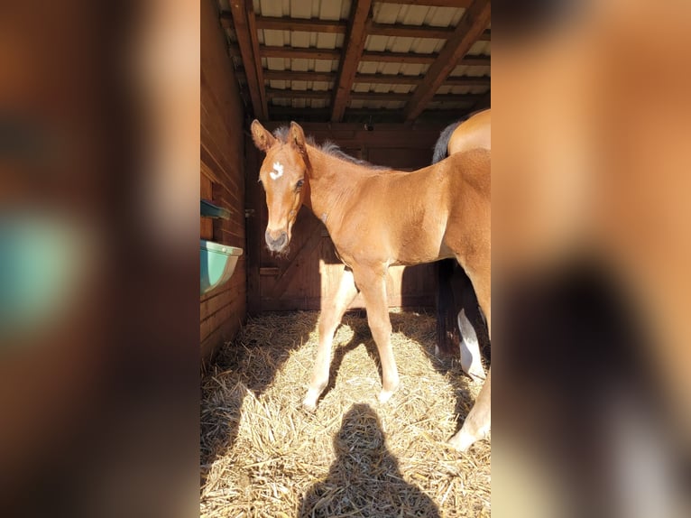 Holstein Stallion 1 year Brown in Schmilau