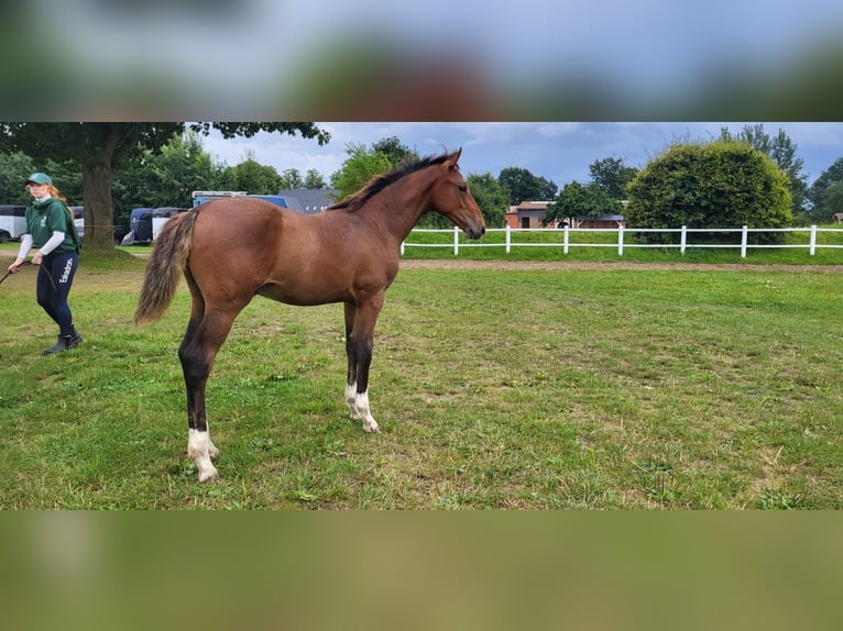 Holstein Stallion 1 year Brown in Schmilau