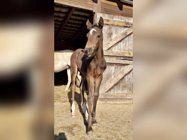 Holstein Stallion 1 year Brown in Schmilau