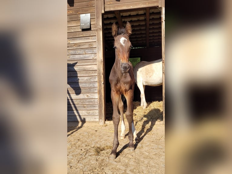 Holstein Stallion 1 year Brown in Schmilau