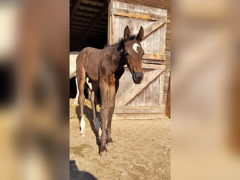 Holstein Stallion 1 year Brown in Schmilau