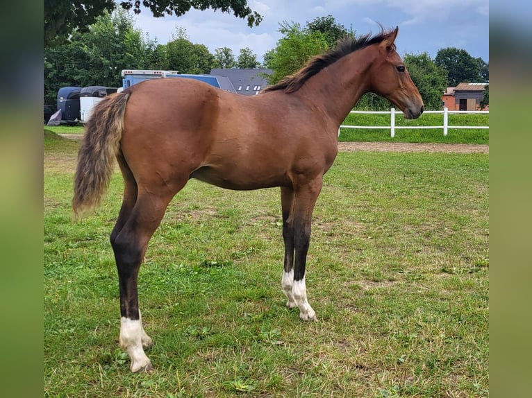 Holstein Stallion 1 year Brown in Schmilau