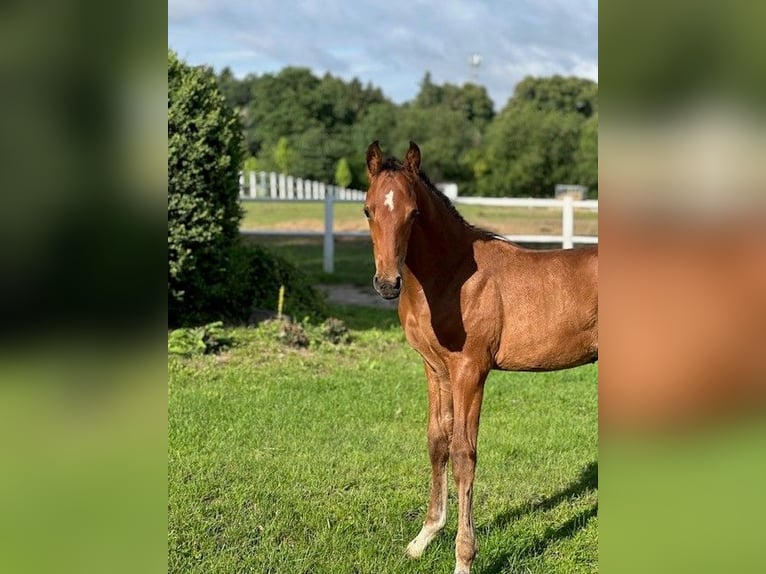 Holstein Stallion 1 year Brown in Schmilau