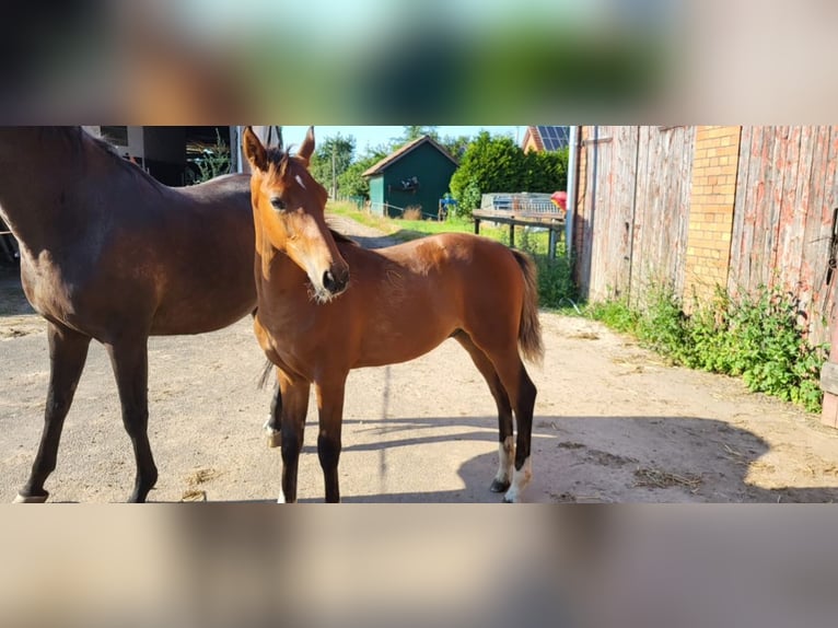 Holstein Stallion 1 year Brown in Schmilau