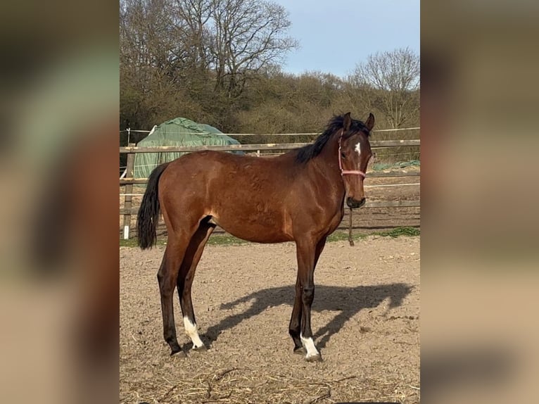 Holstein Stallion 1 year Brown in Schmilau