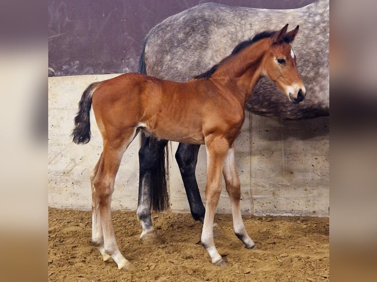 Holstein Stallion 1 year Brown in Seeth-Ekholt