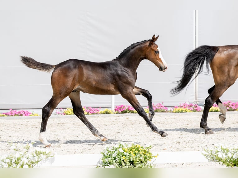 Holstein Stallion 1 year Brown in Tuchola