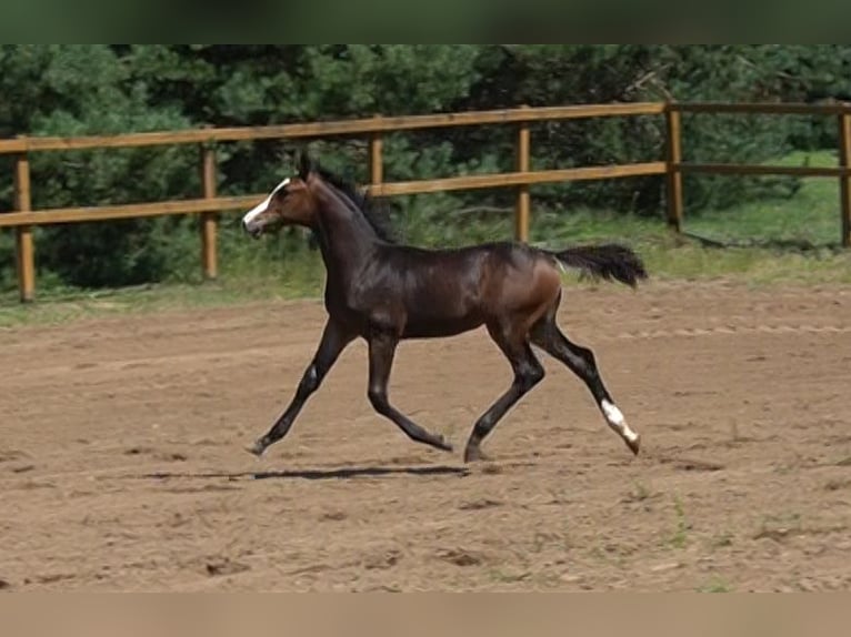 Holstein Stallion 1 year Brown in Tuchola