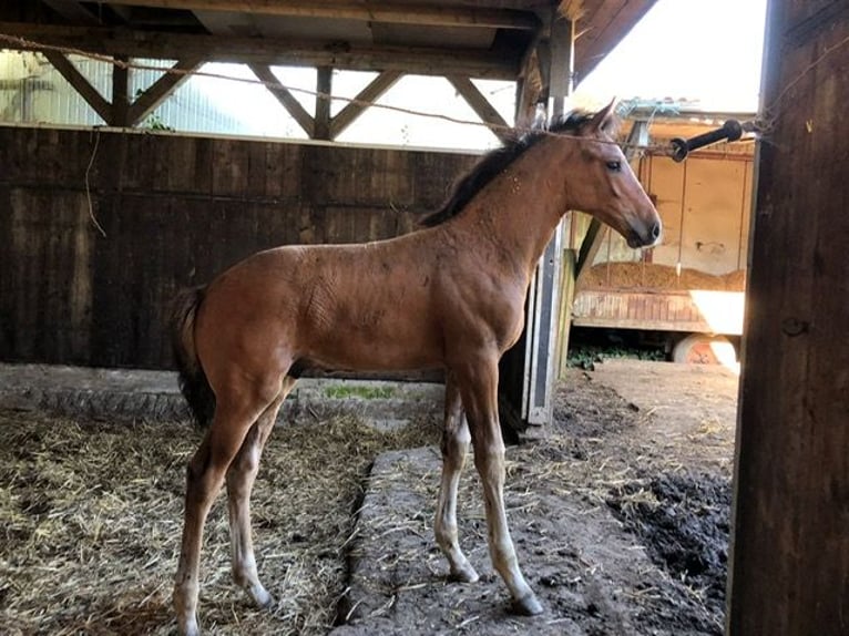 Holstein Stallion 1 year Brown in Windeby