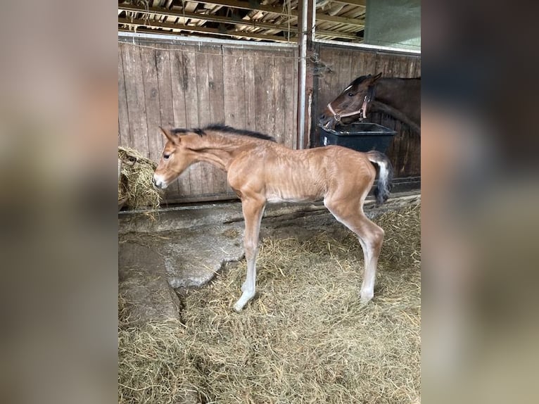 Holstein Stallion 1 year Brown in Windeby