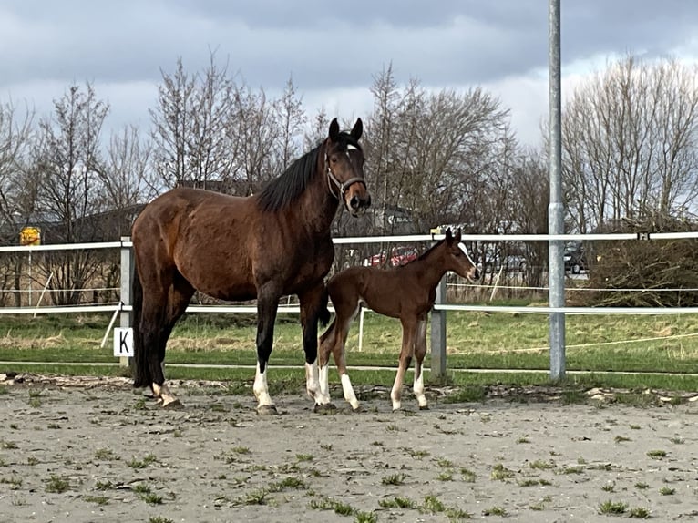 Holstein Stallion 1 year Brown in Wobbenbüll