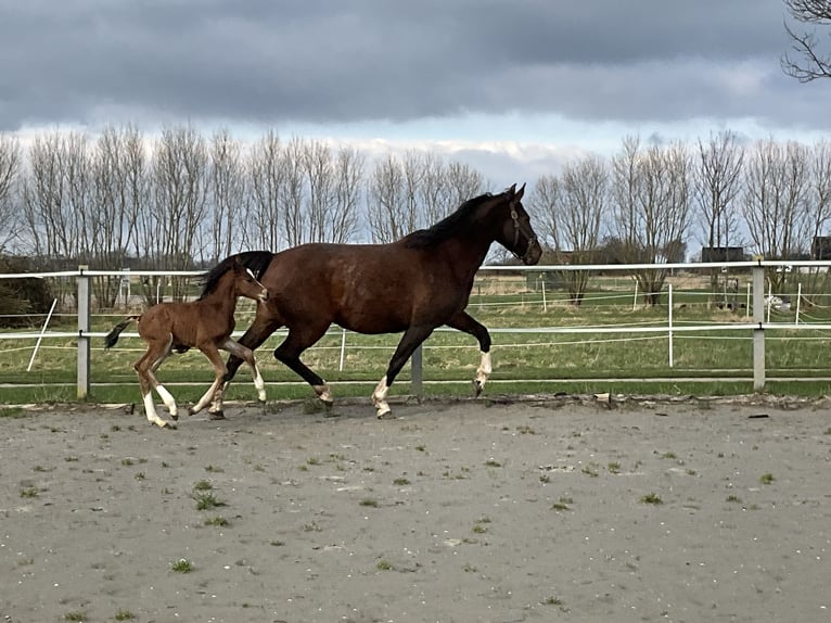 Holstein Stallion 1 year Brown in Wobbenbüll