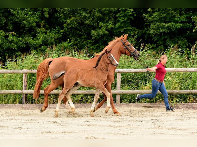 Holstein Stallion 1 year Brown in Wohrden