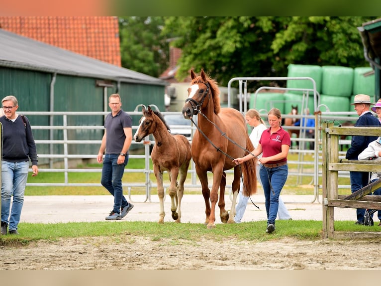 Holstein Stallion 1 year Brown in Wohrden