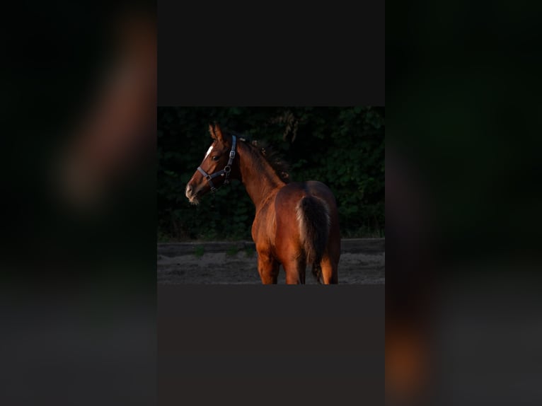 Holstein Stallion 1 year Brown in Würselen